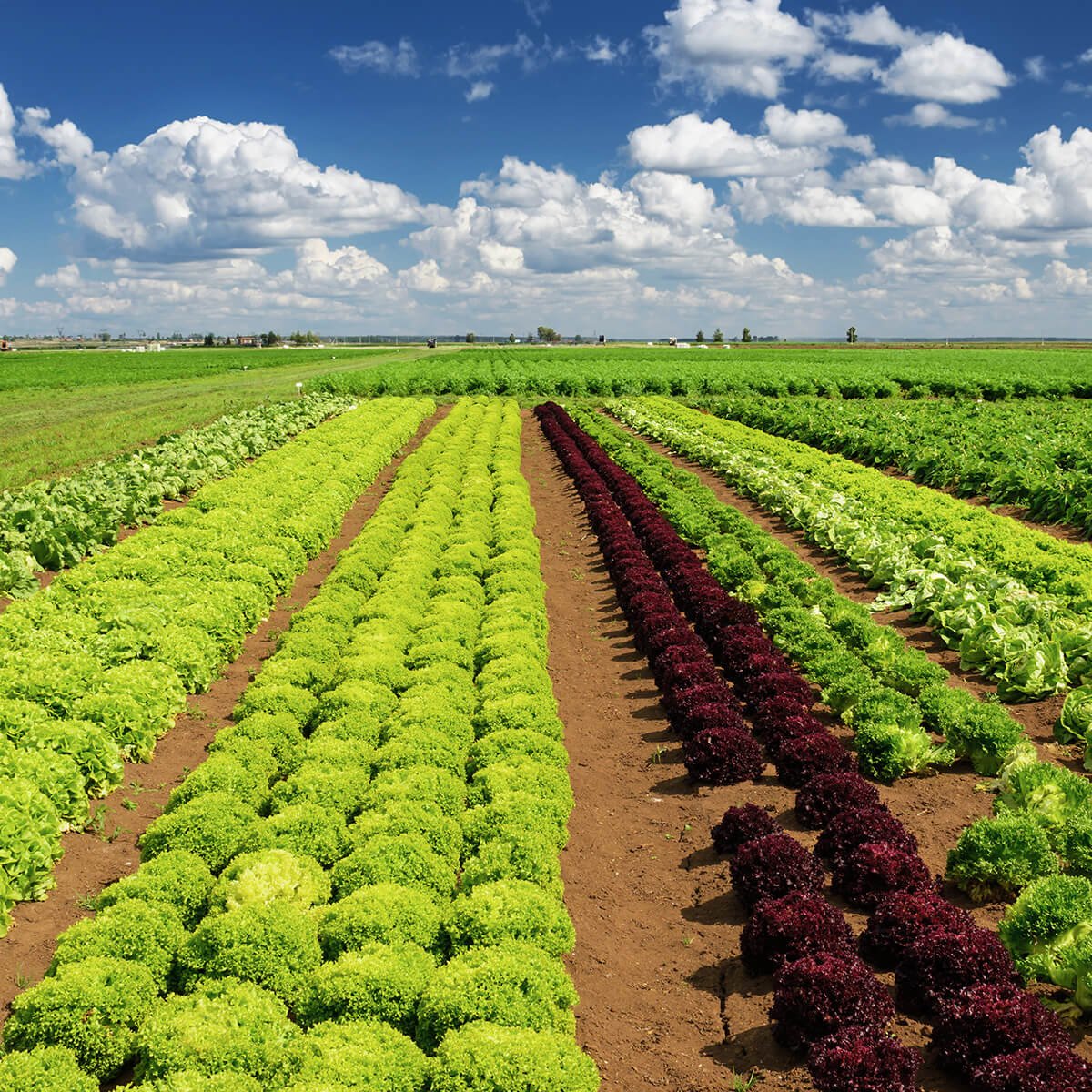 Монокультуры. Монокультура. Crop. Crop Production is.