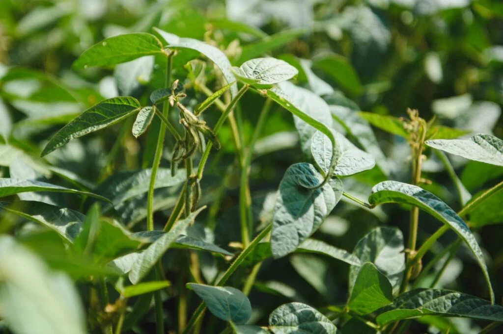 Estresse das lavouras