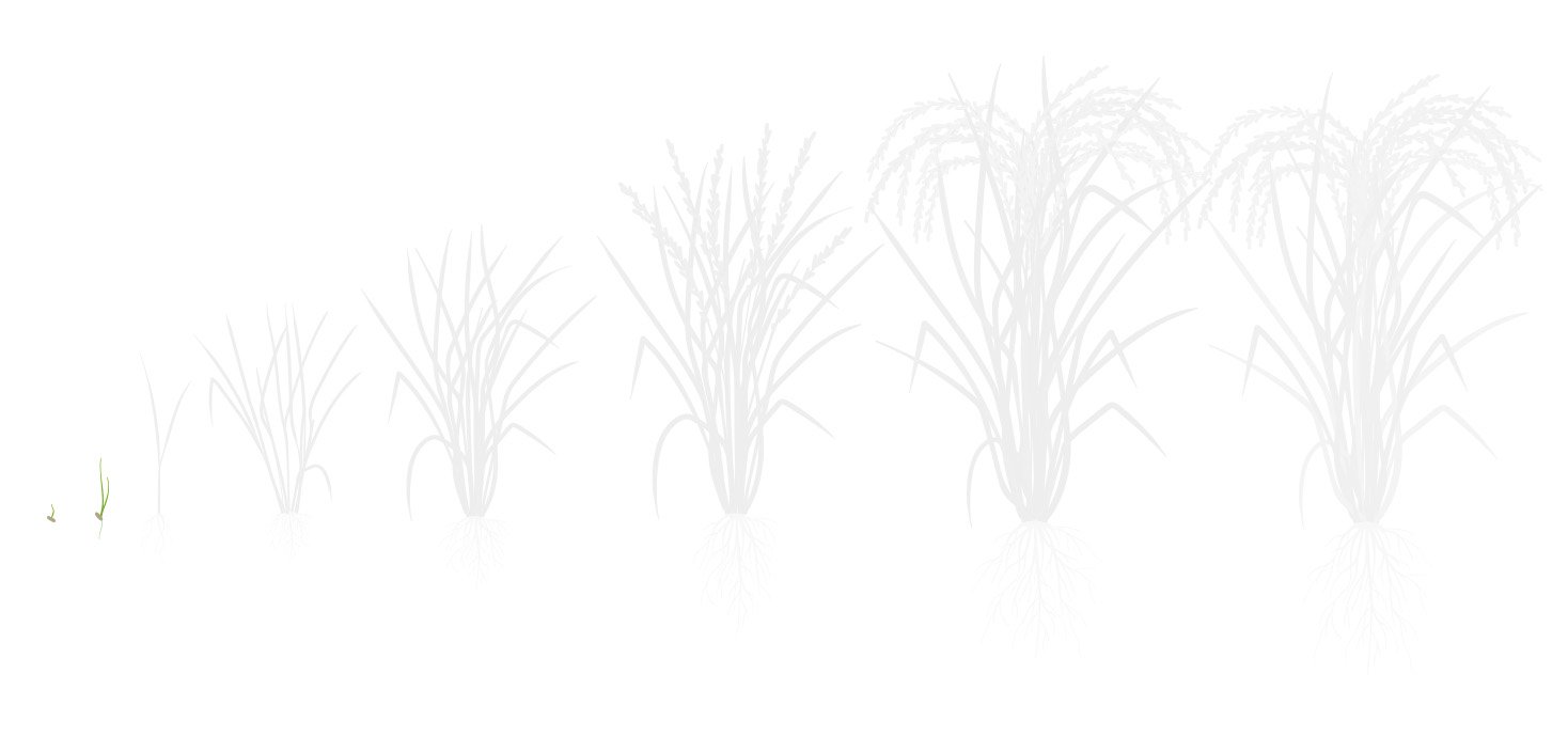 Fases algodao 1 plantio