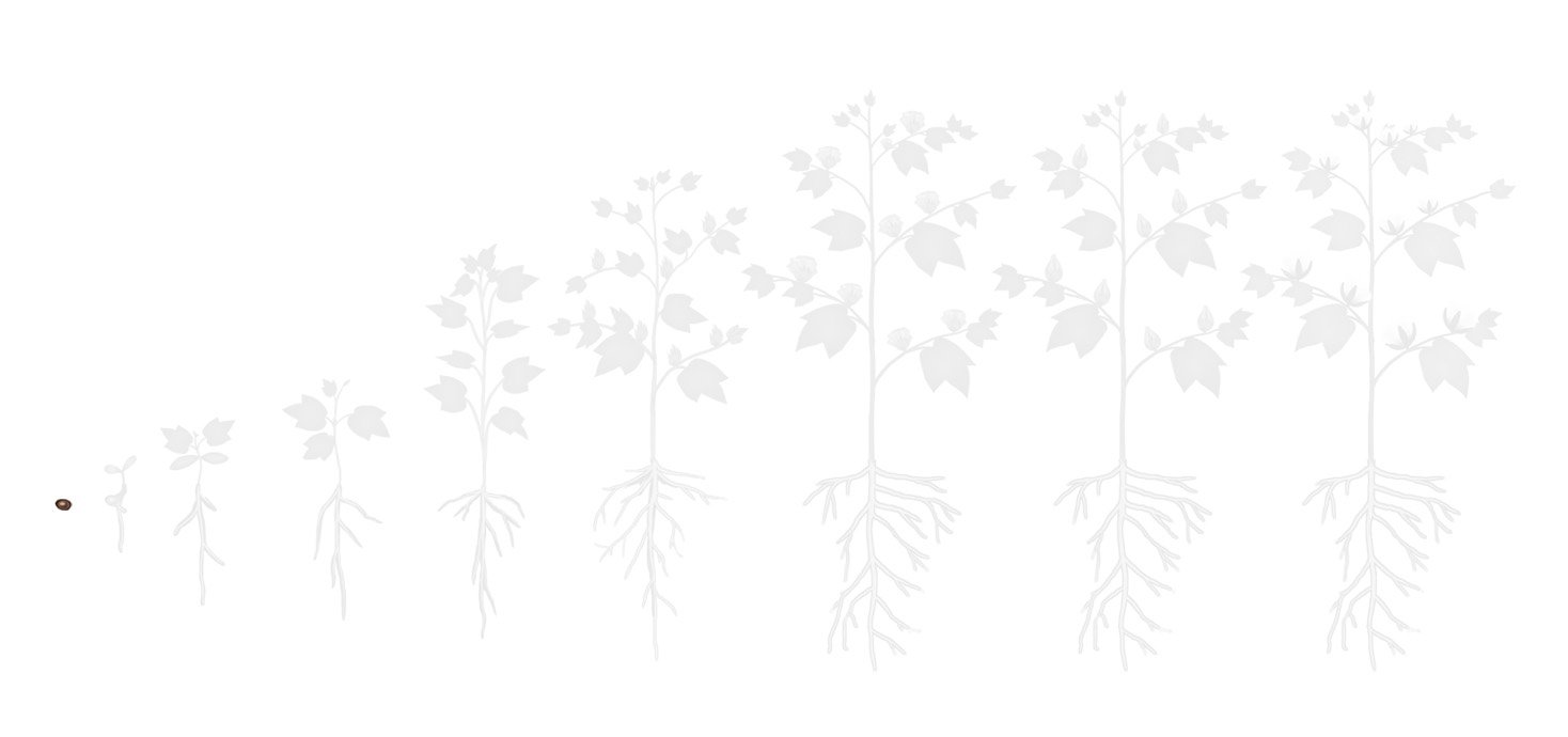 Fases algodao 1 plantio