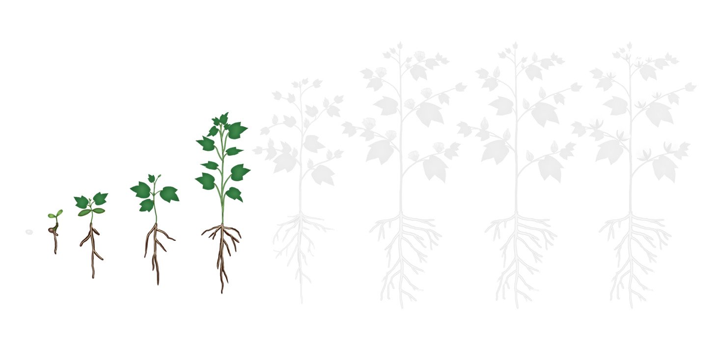 Fases algodao 2 desenv veg