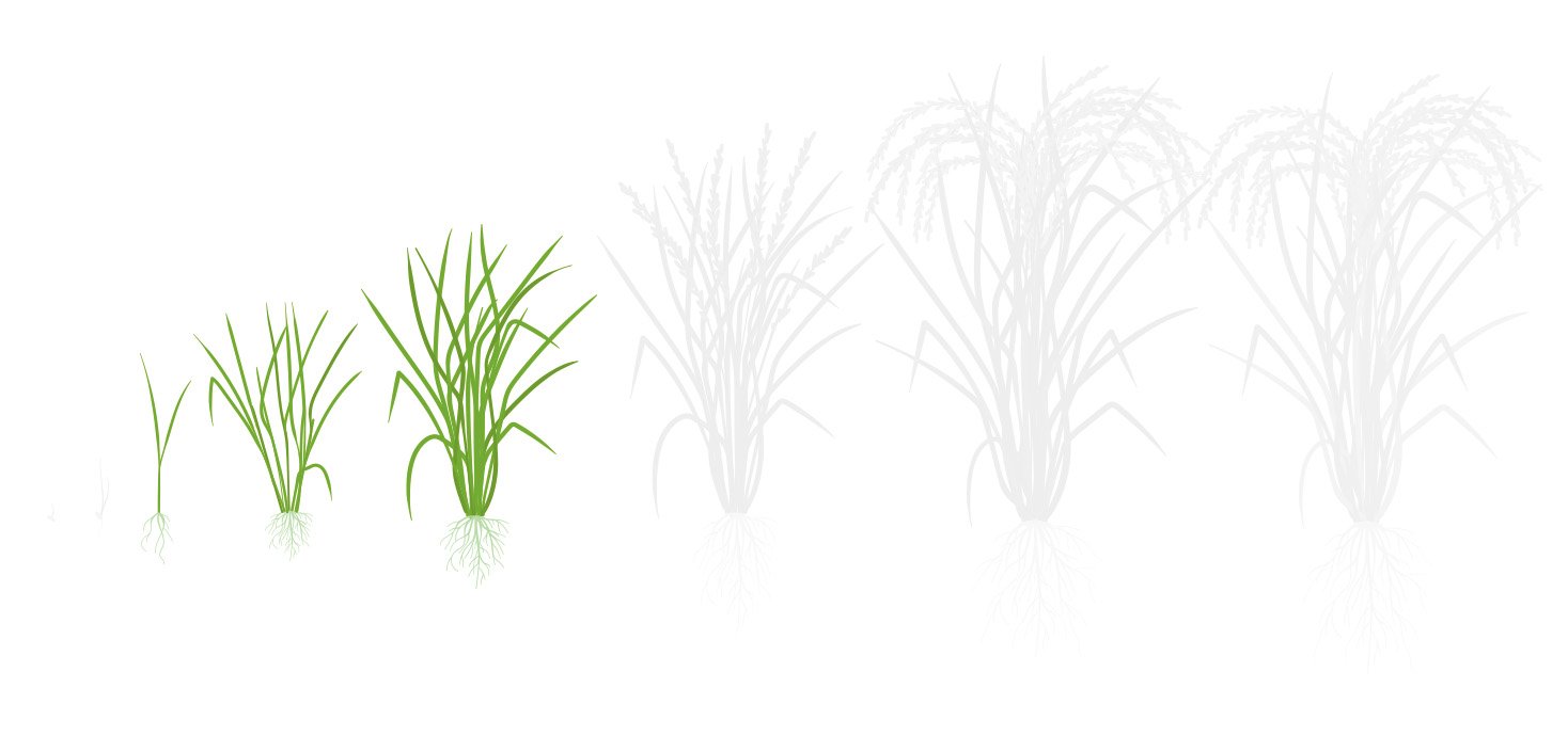 Fases algodao 2 perfilhamento