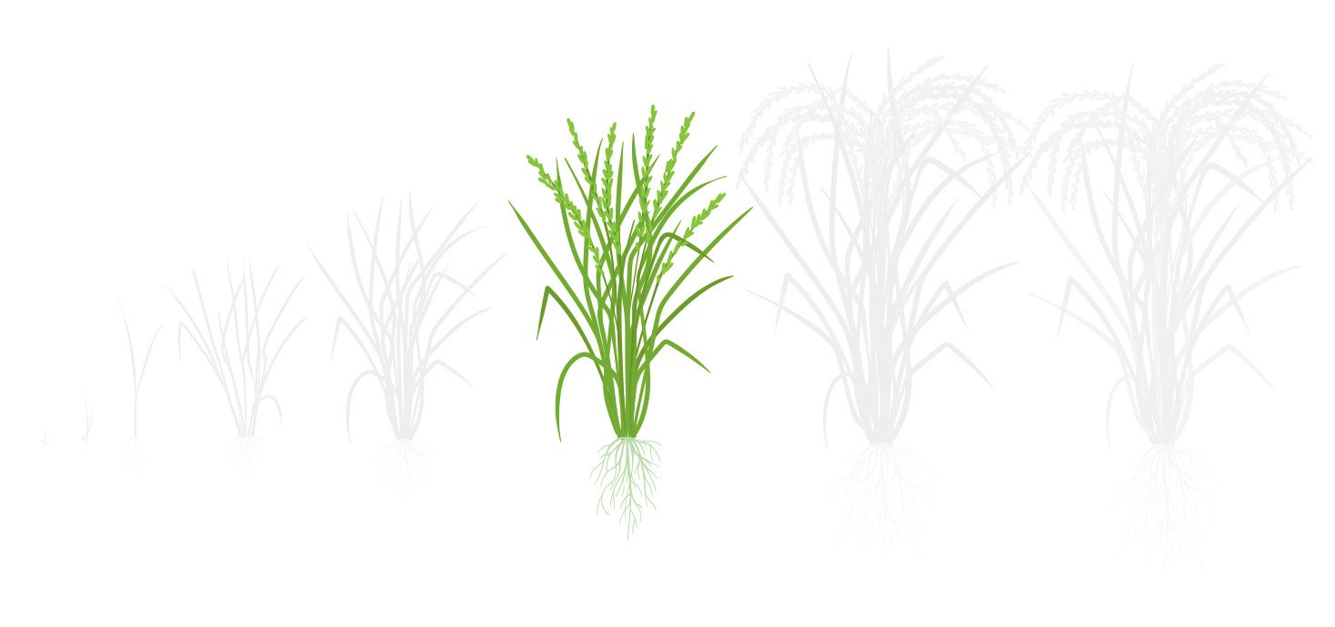Fases algodao 3 diferenciacao