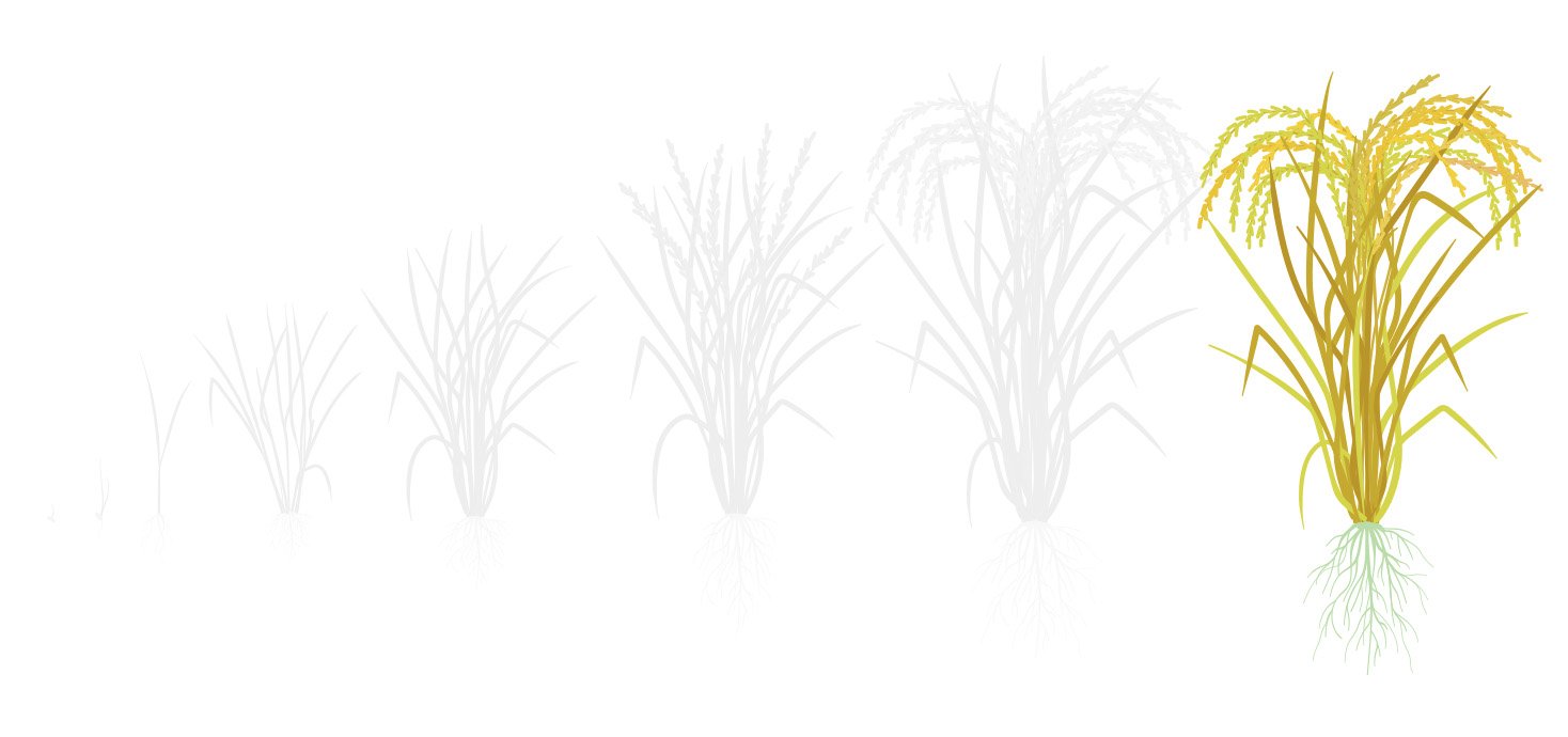 Fases algodao 5 maturacao