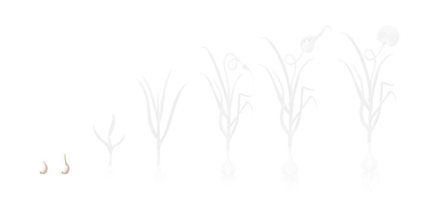 Fases alho 1 semeadura