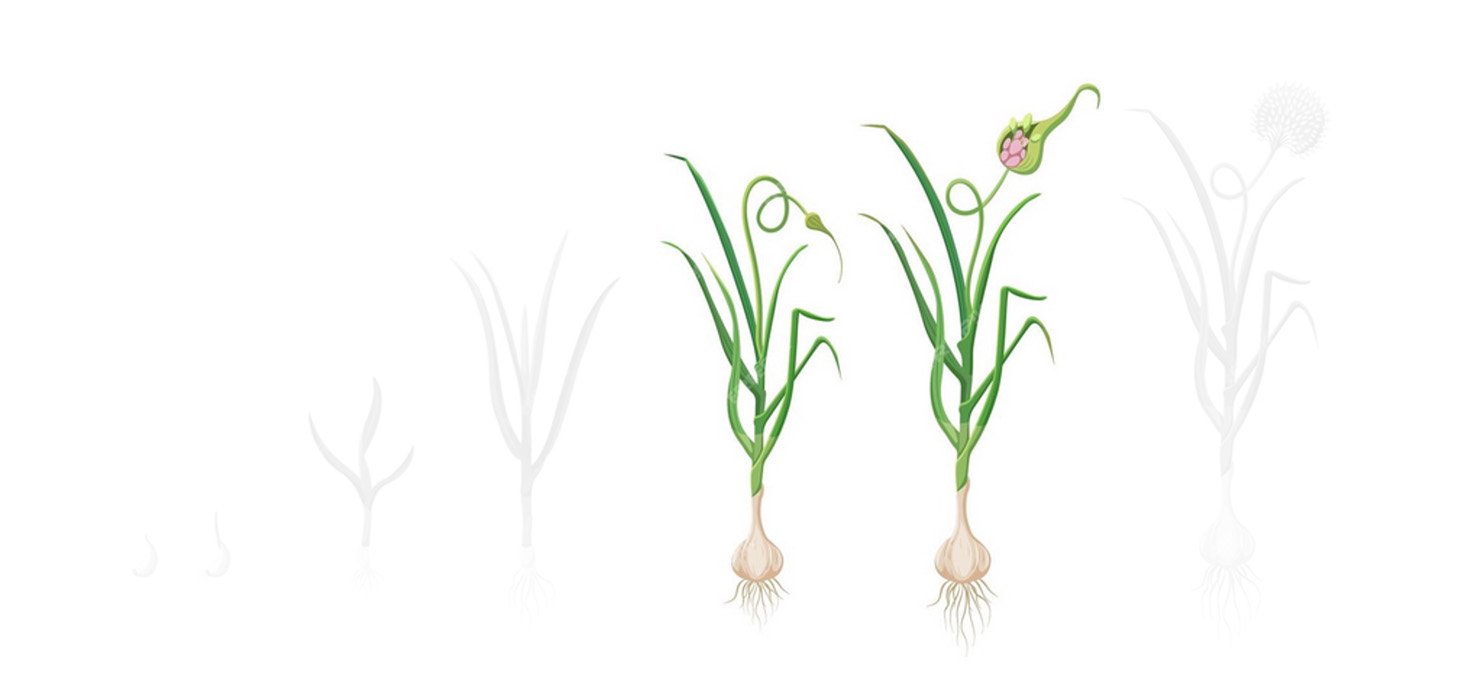 Fases alho 3 bulbificacao