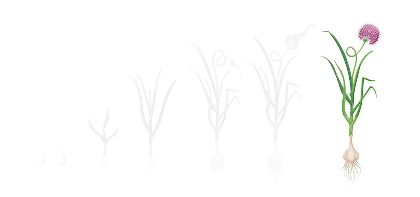 Fases alho 4 maturacao