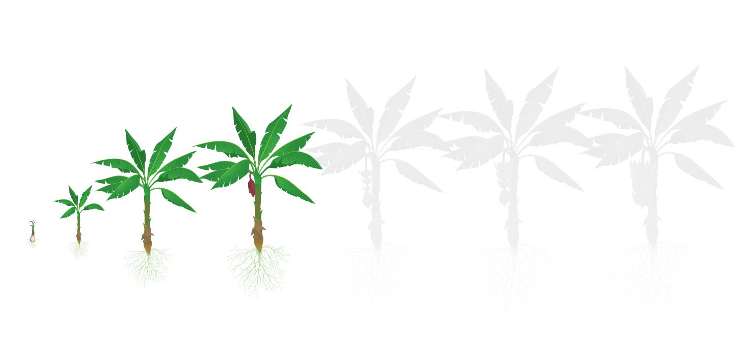 Fases banana 1 implantacao