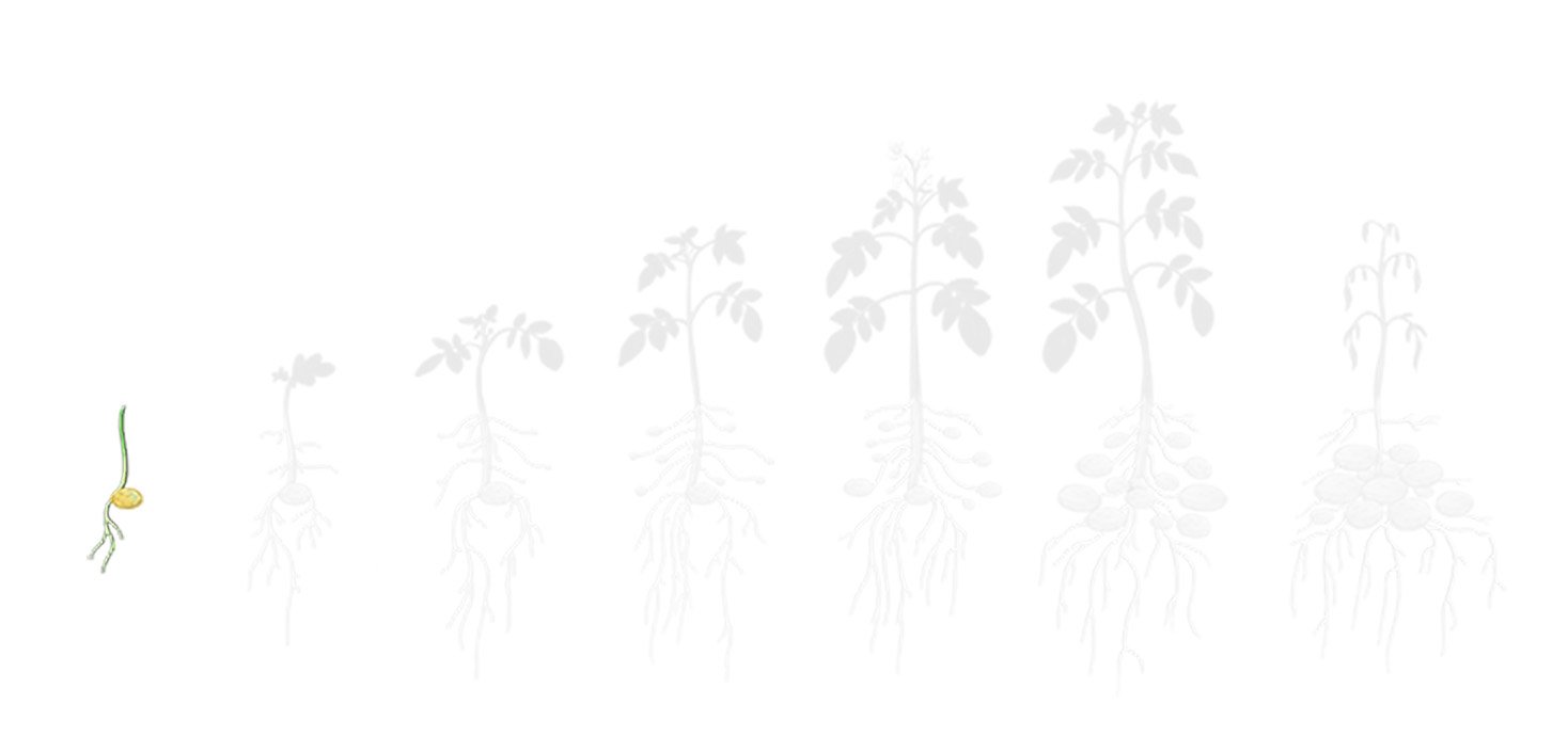 Fases batata 1 plantio