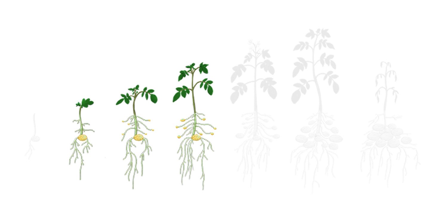 Fases batata 2 desenvolvimento