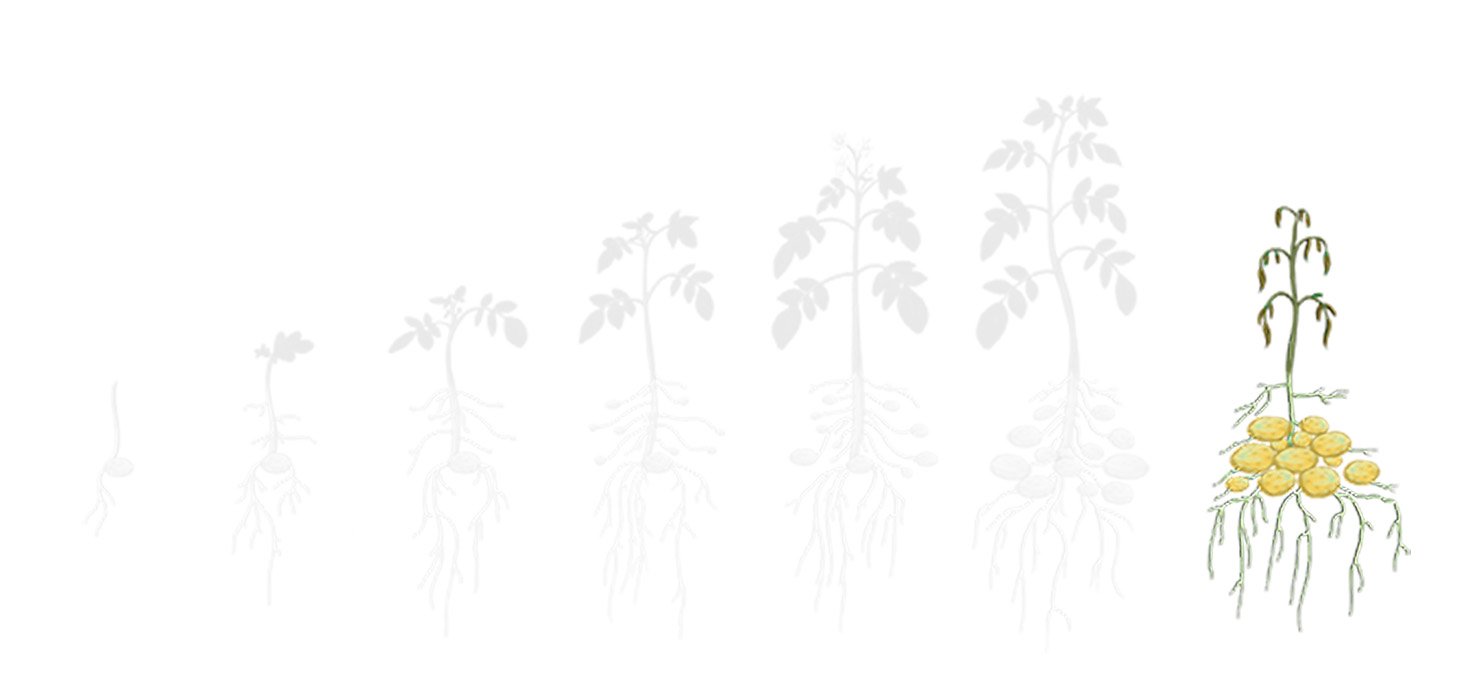 Fases batata 4 maturacao