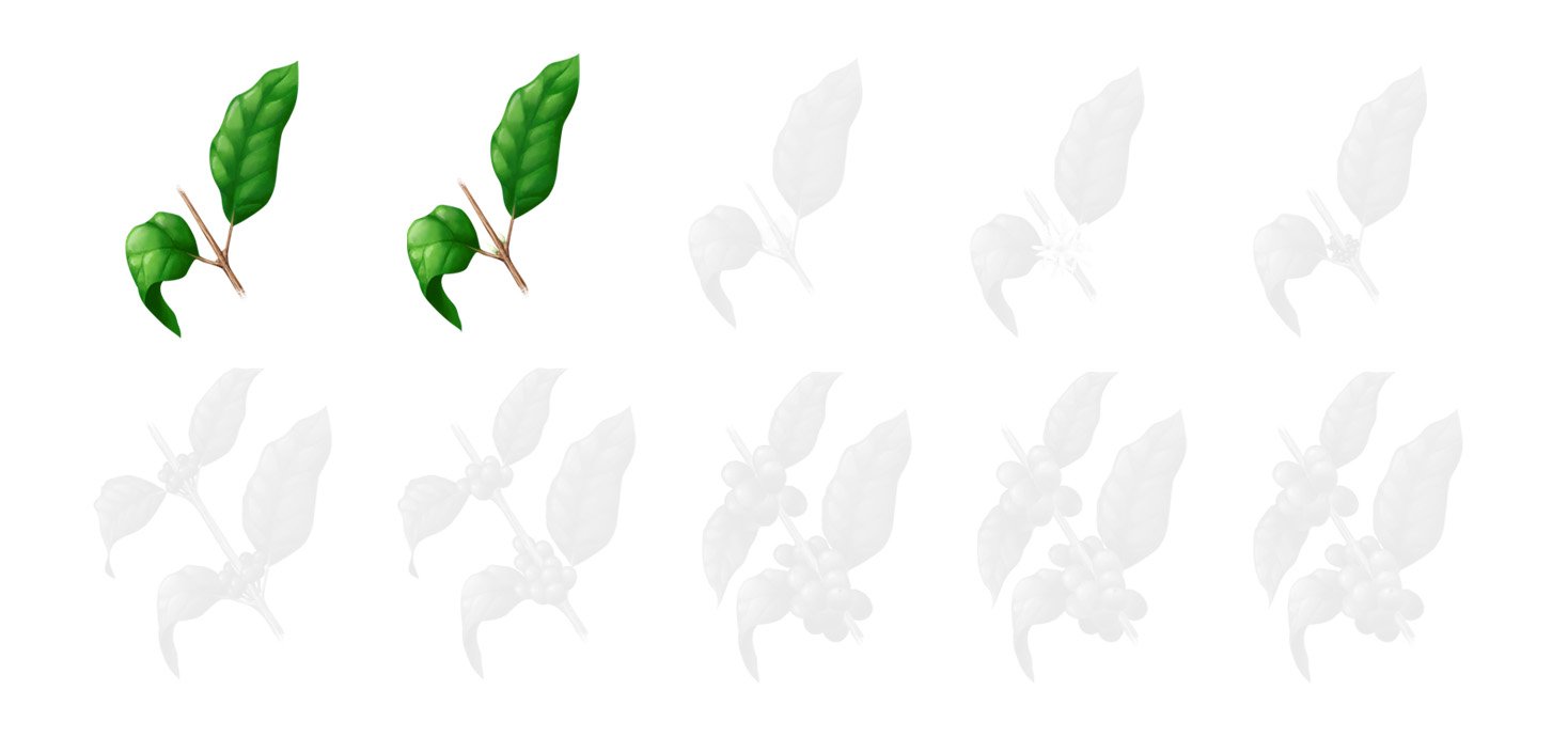 Fases cafe 1 desenvolvimento