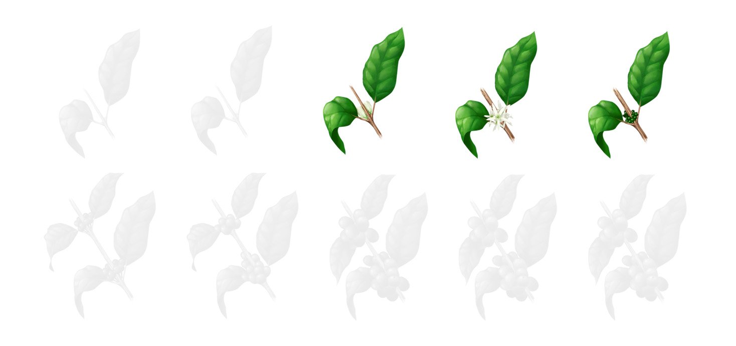 Fases cafe 2 florescimento