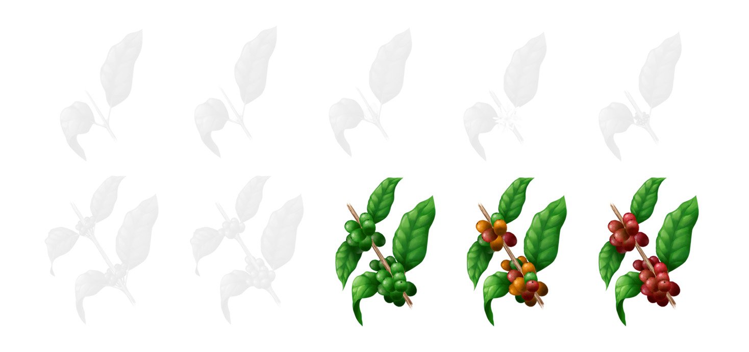 Fases cafe 4 maturacao