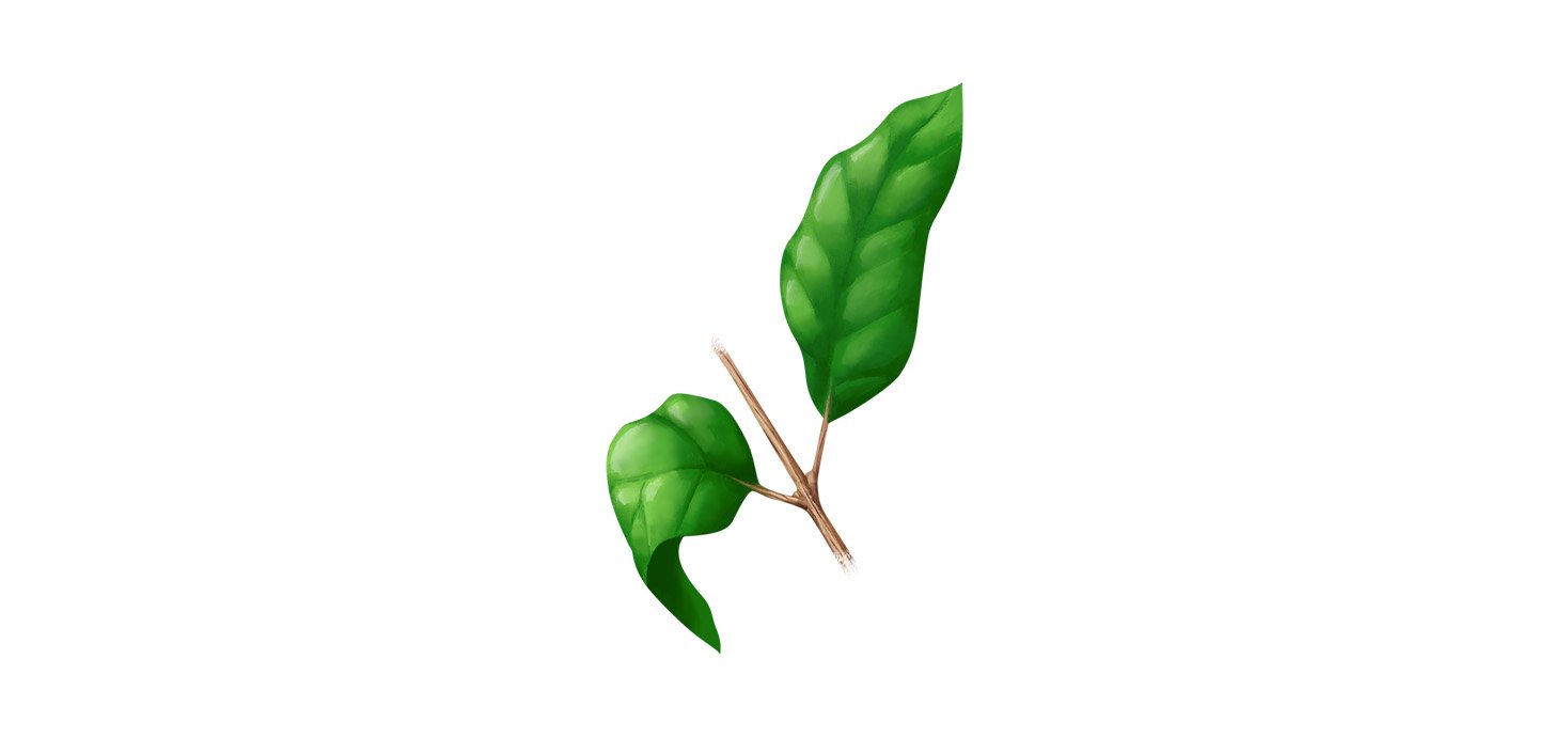 Fases cafe 5 pos colheita