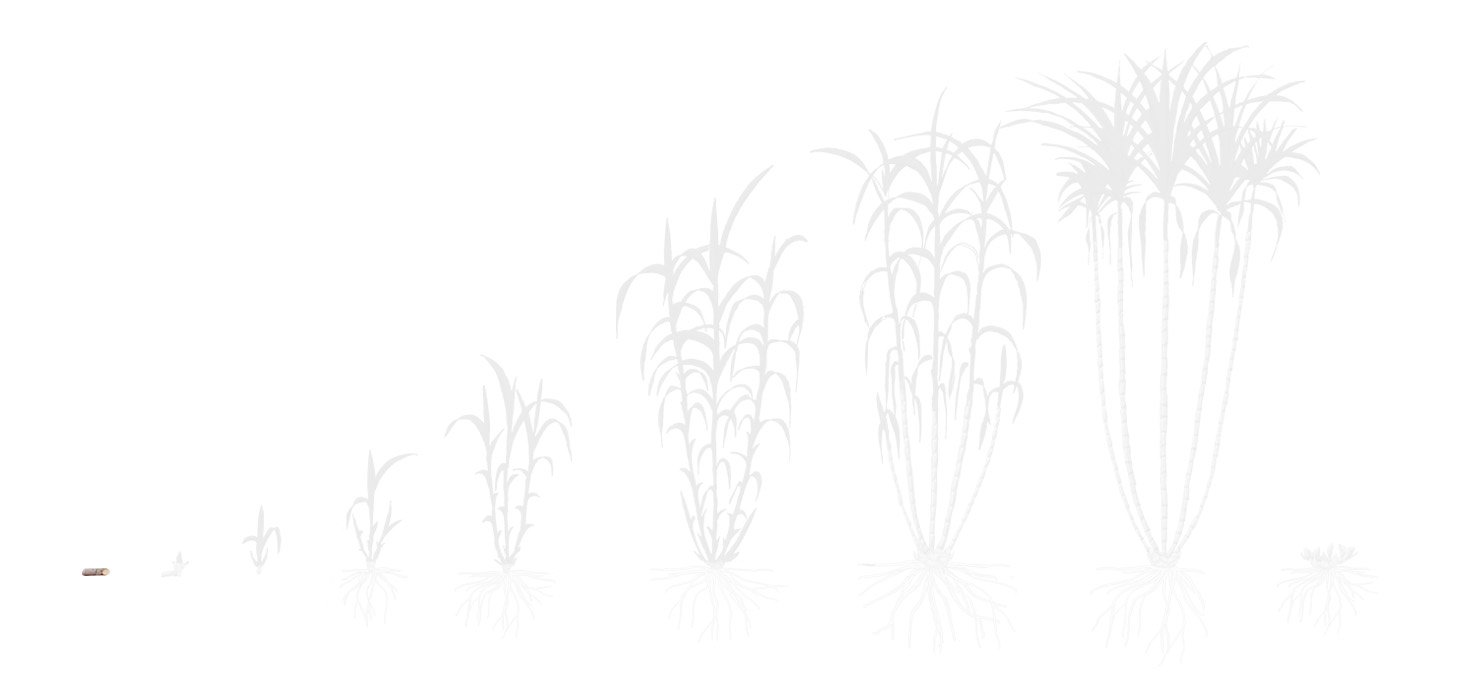 Fases cana 1 plantio