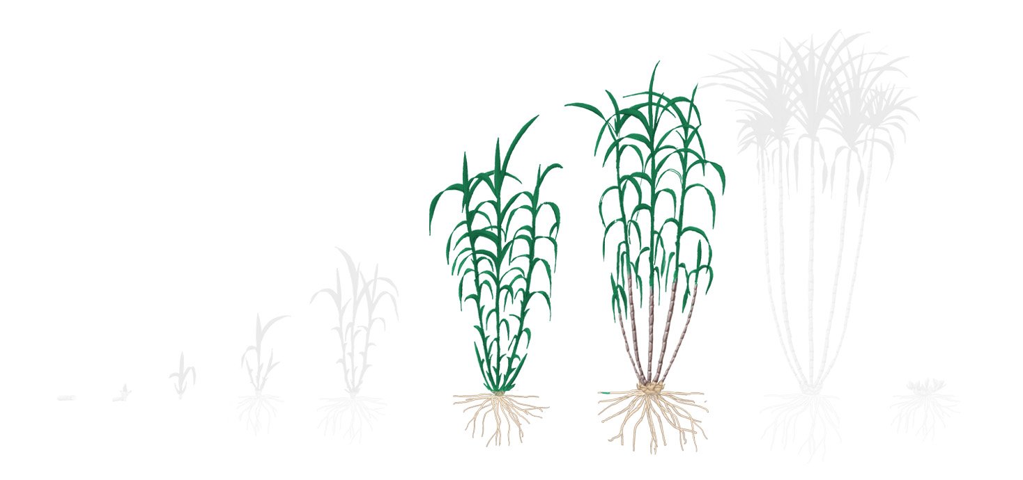 Fases cana 3 desenvolvimento
