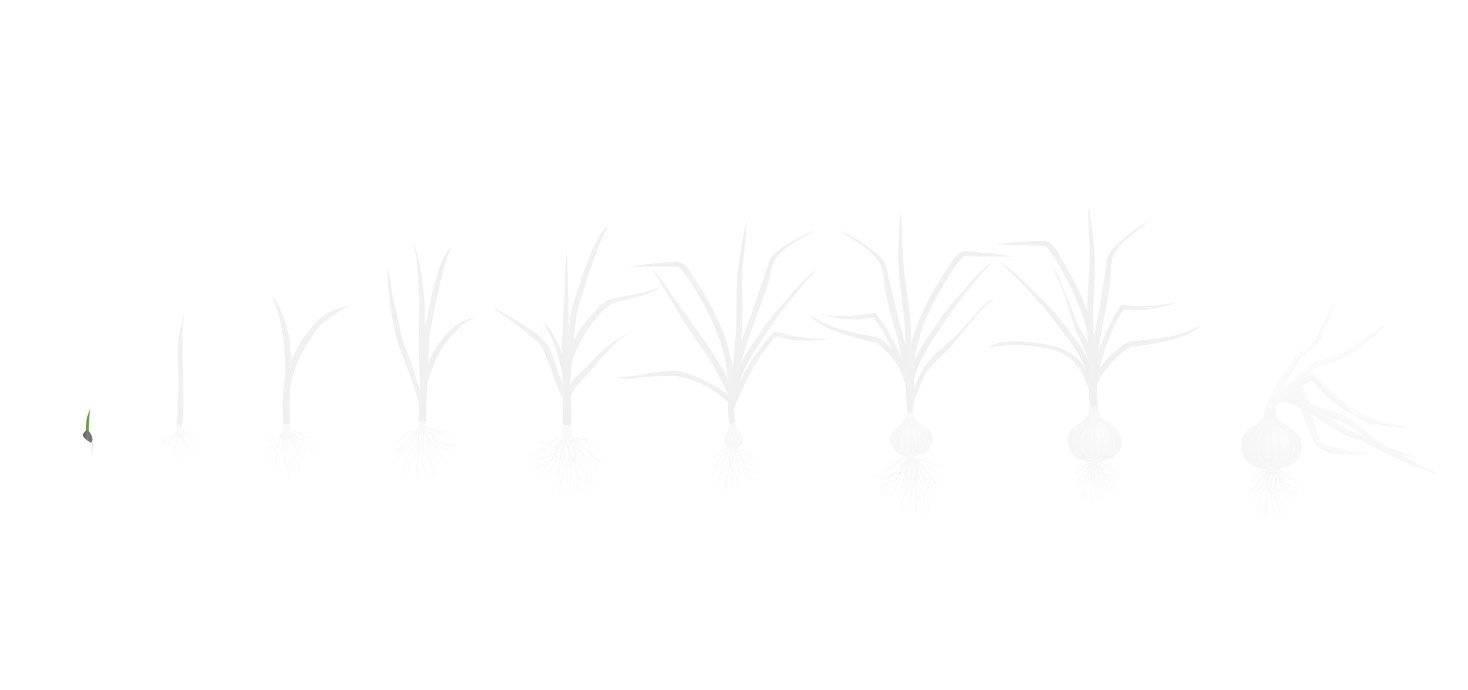 Fases cebola 1 semeadura