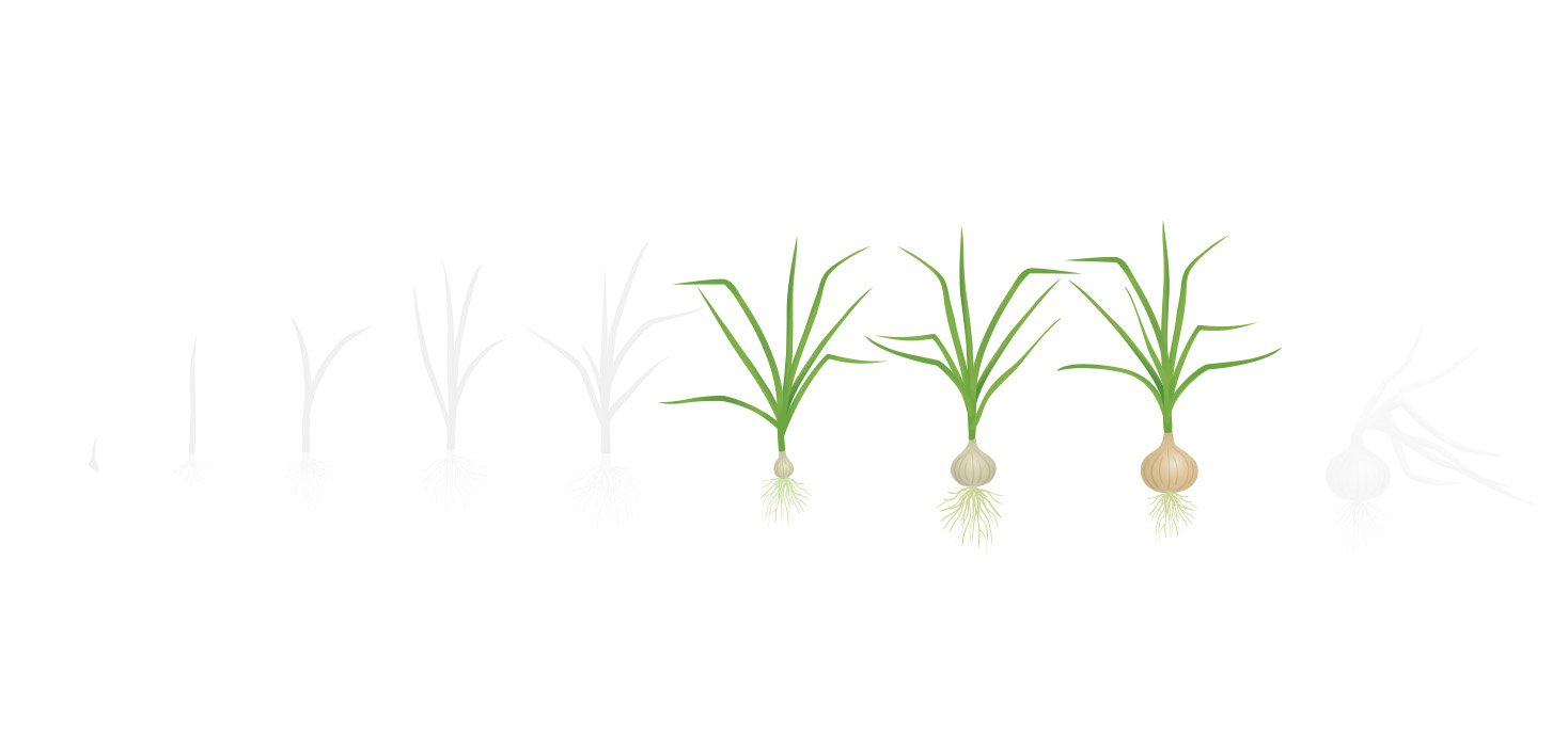 Fases cebola 3 bulbificacao