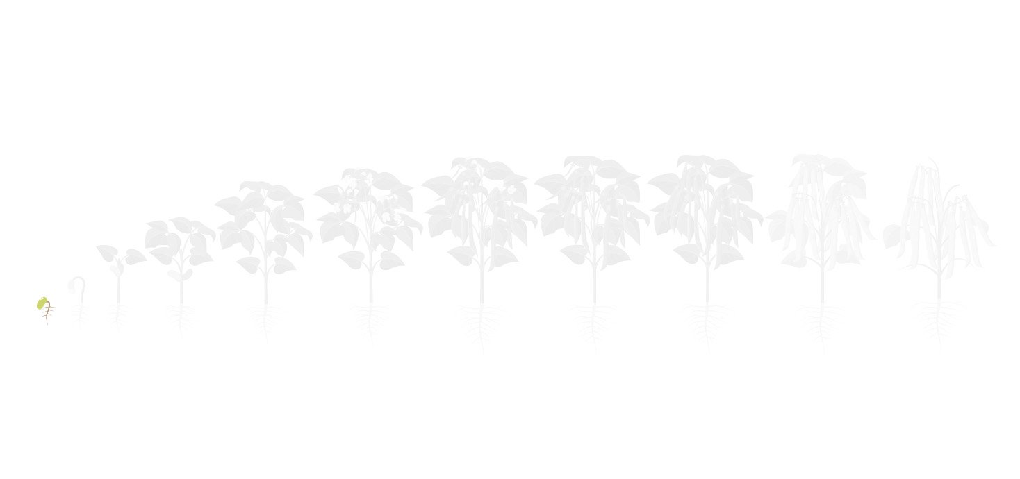 Fases feijao 1 plantio