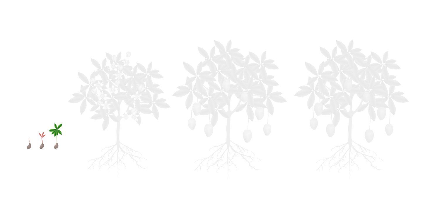 Fases melao 1 plantio