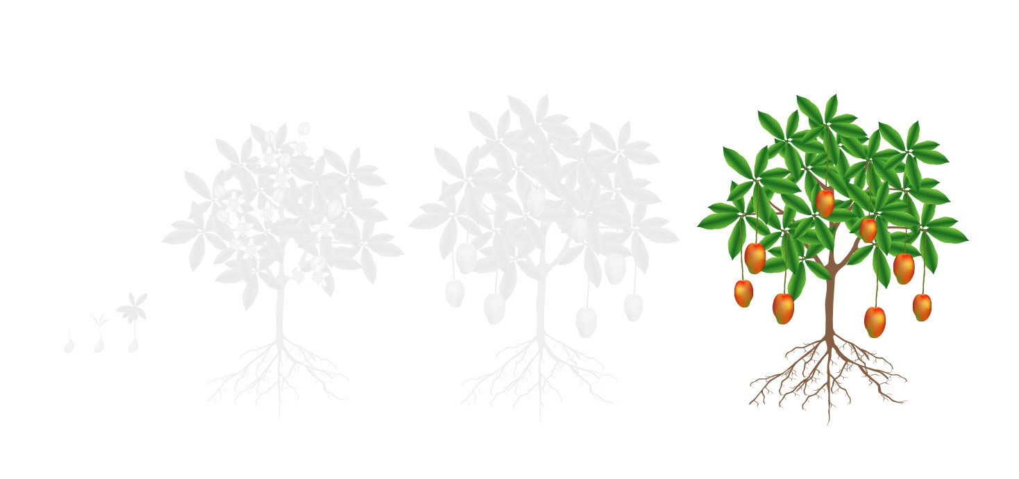 Fases melao 4 maturacao