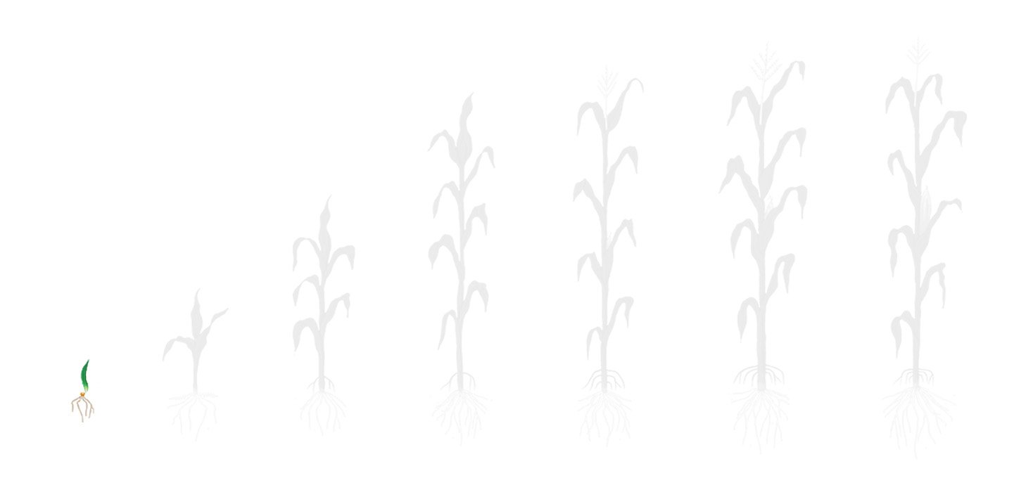 Fases milho 1 plantio