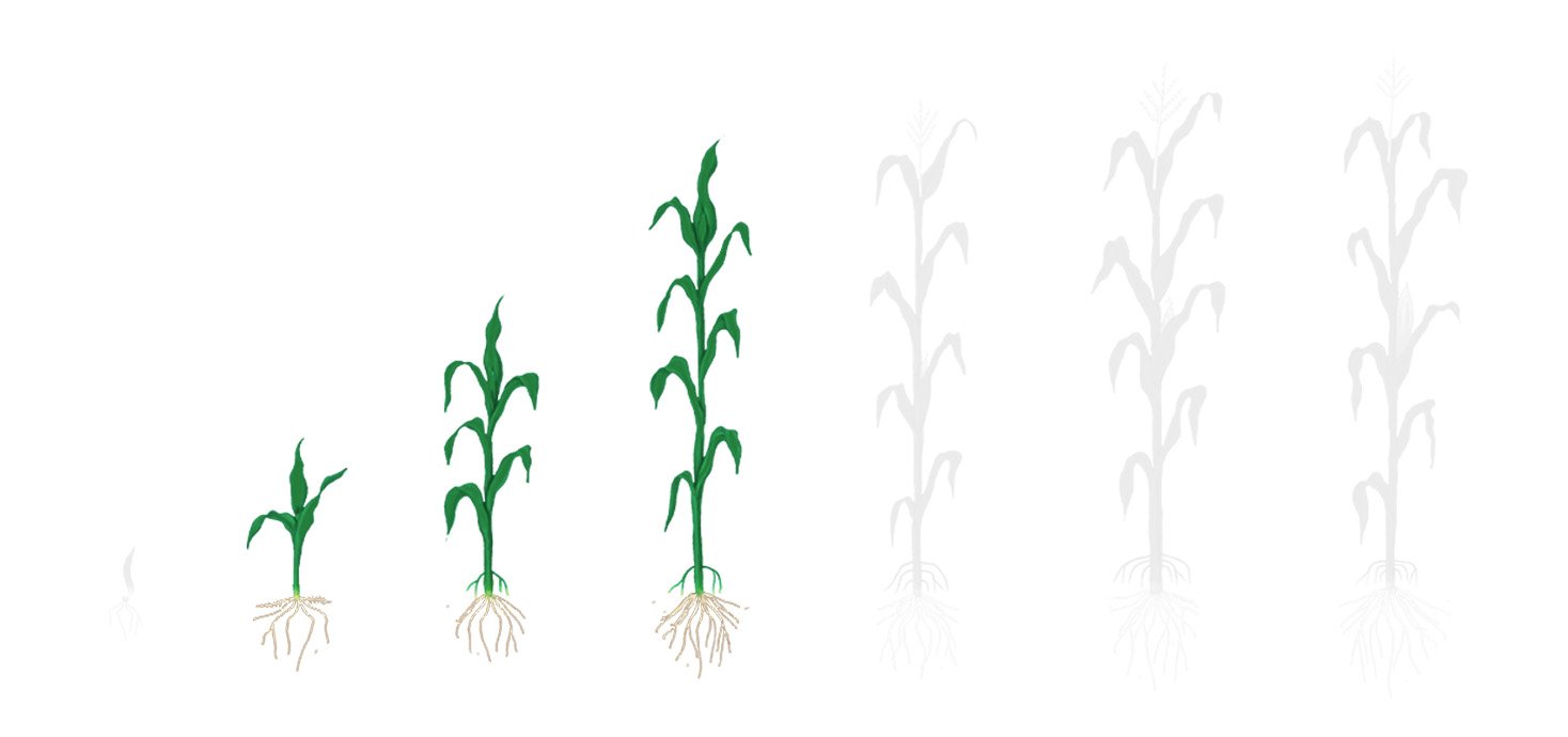 Fases milho 2 desenvolvimento