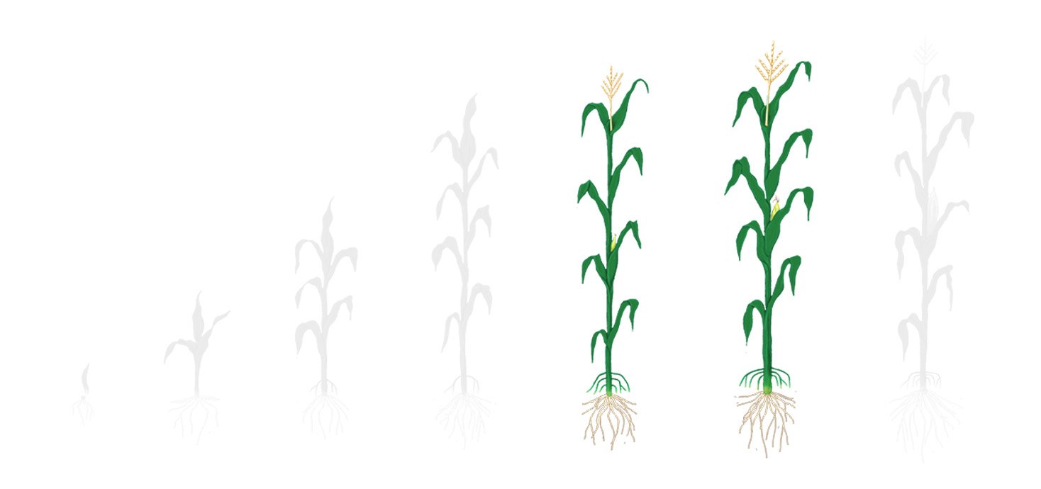 Fases milho 3 florescimento