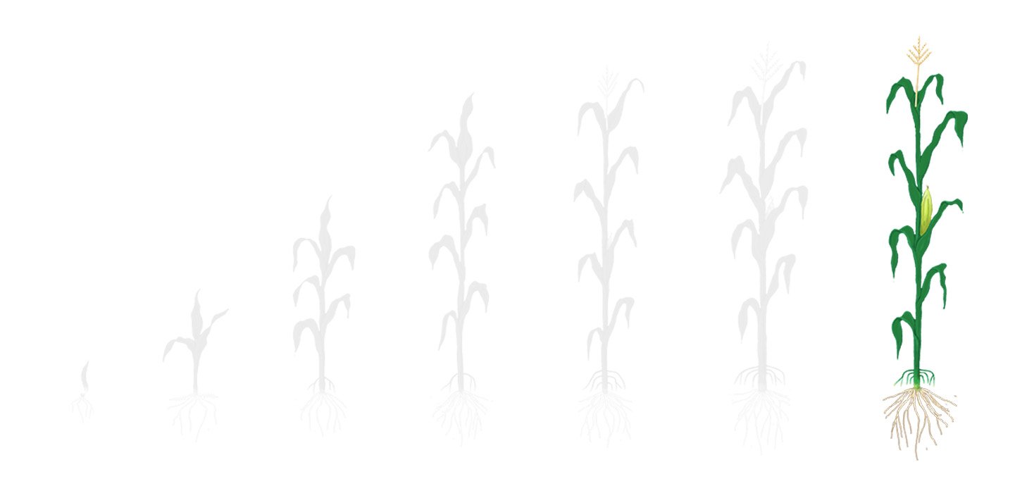 Fases milho 4 enchimento