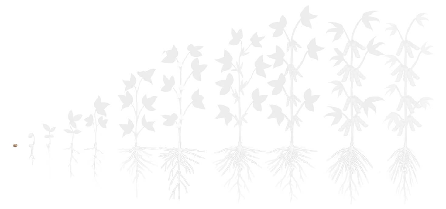 Fases soja 1 plantio