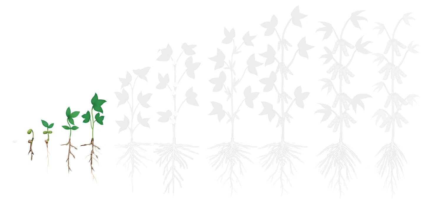 Fases soja 2 desenvolvimento