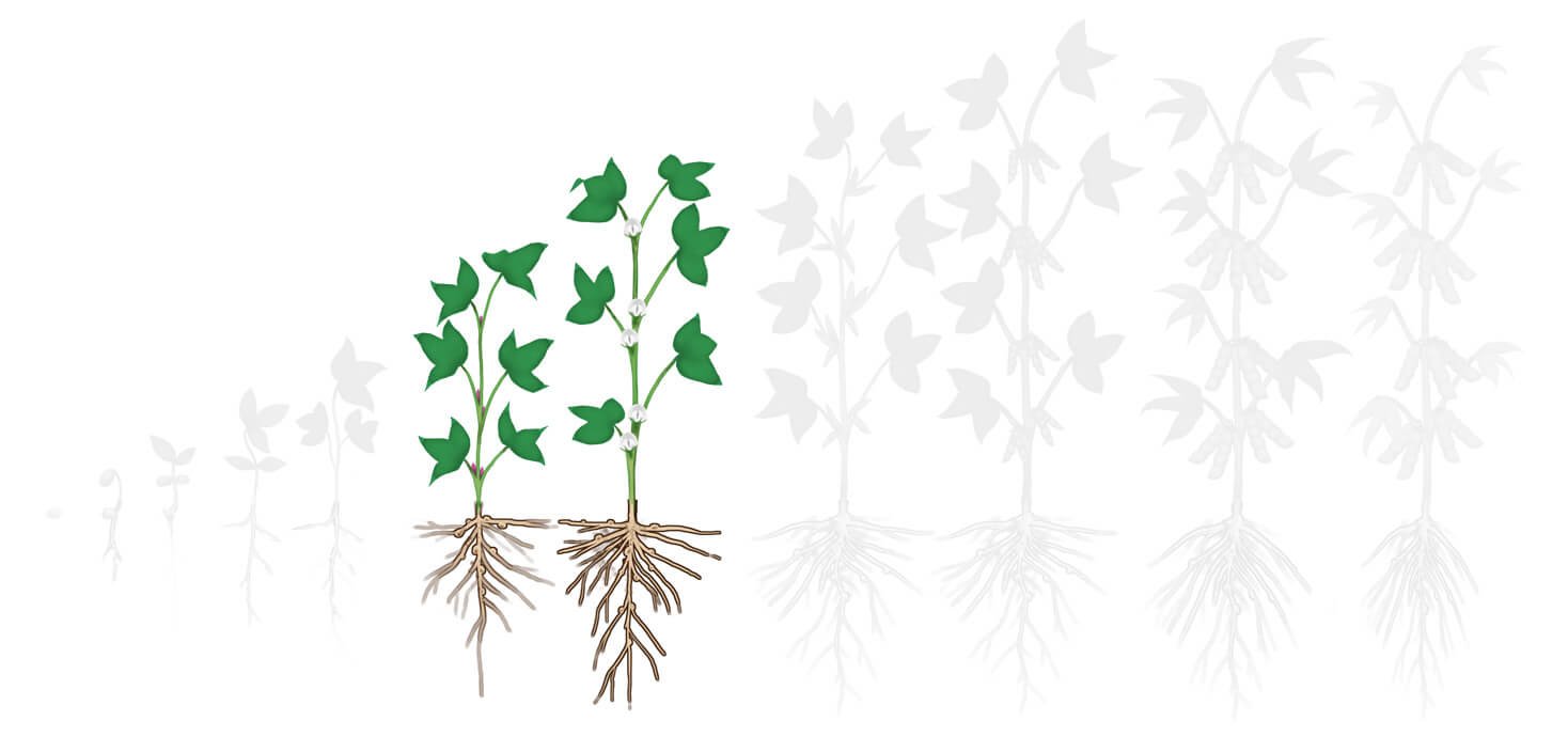 Fases soja 3 preflorada