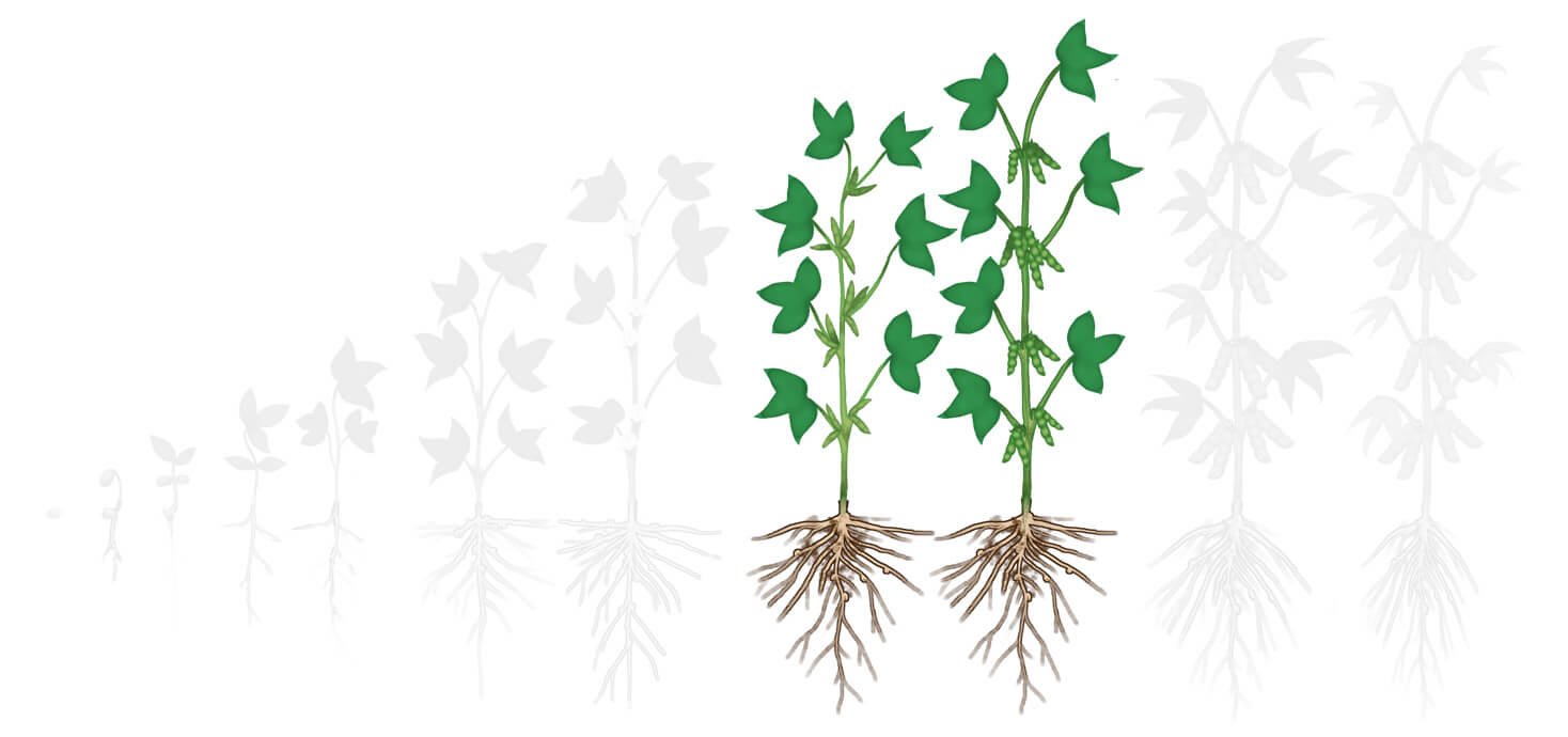 Fases soja 4 florescimento