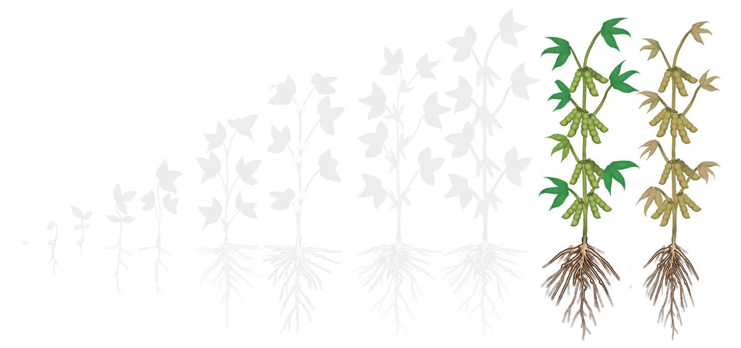 Fases soja 5 enchimento