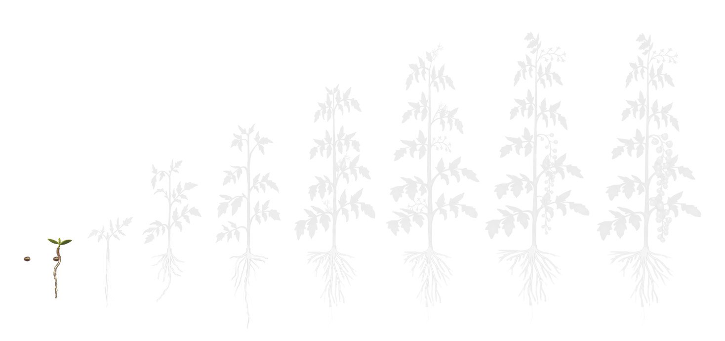 Fases tomate 1 plantio