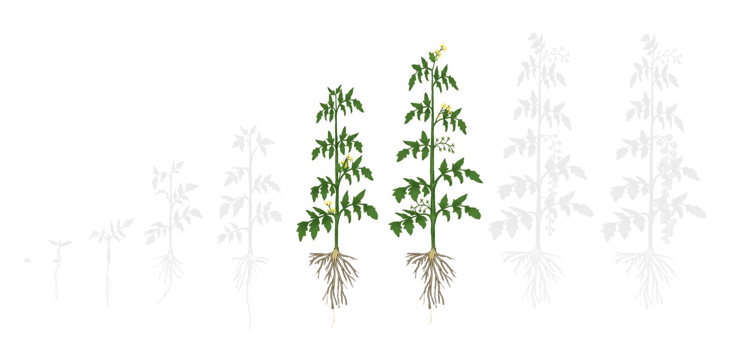 Fases tomate 3 florescimento