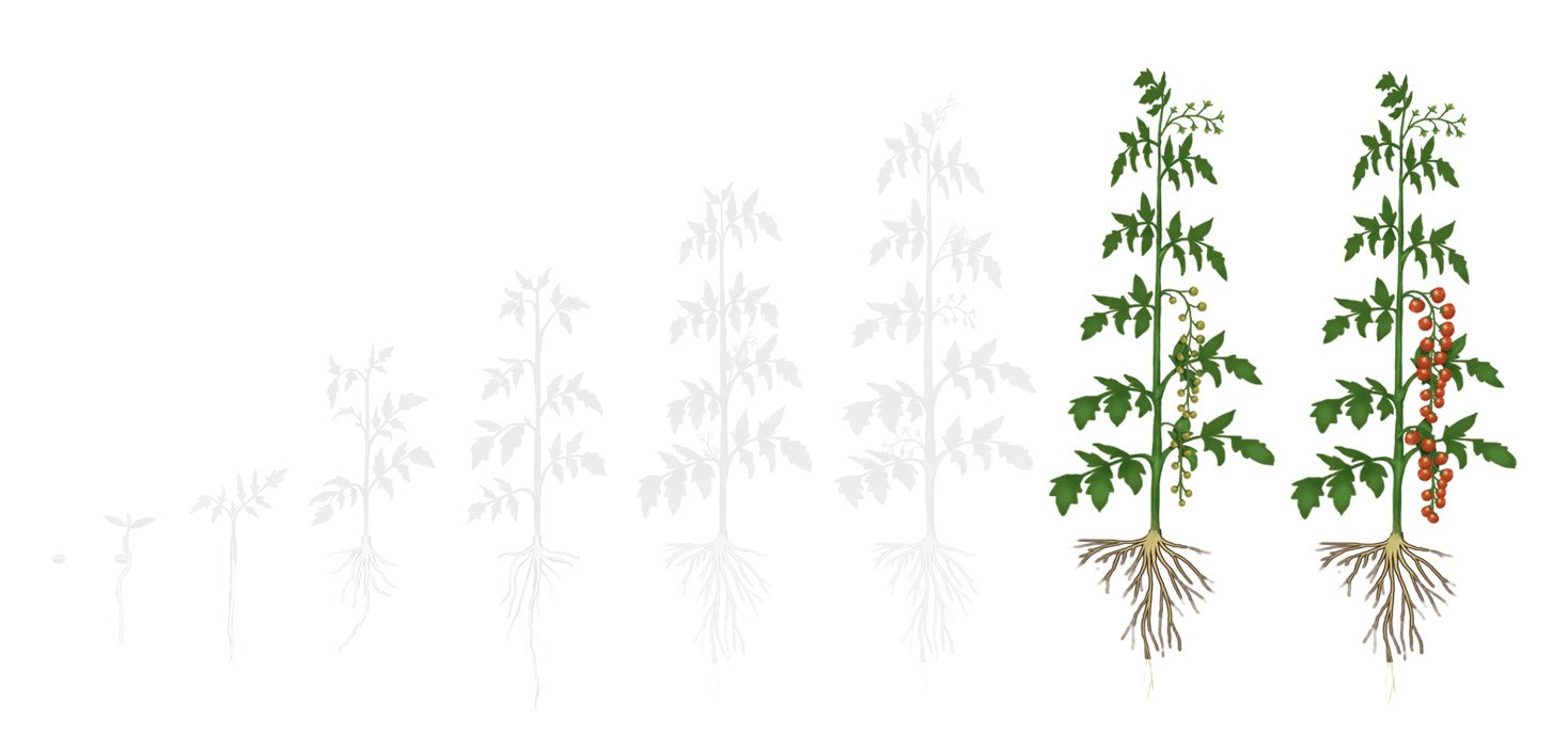 Fases tomate 4 frutificacao