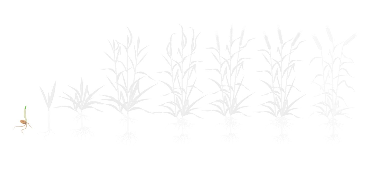 Fases trigo 1 plantio