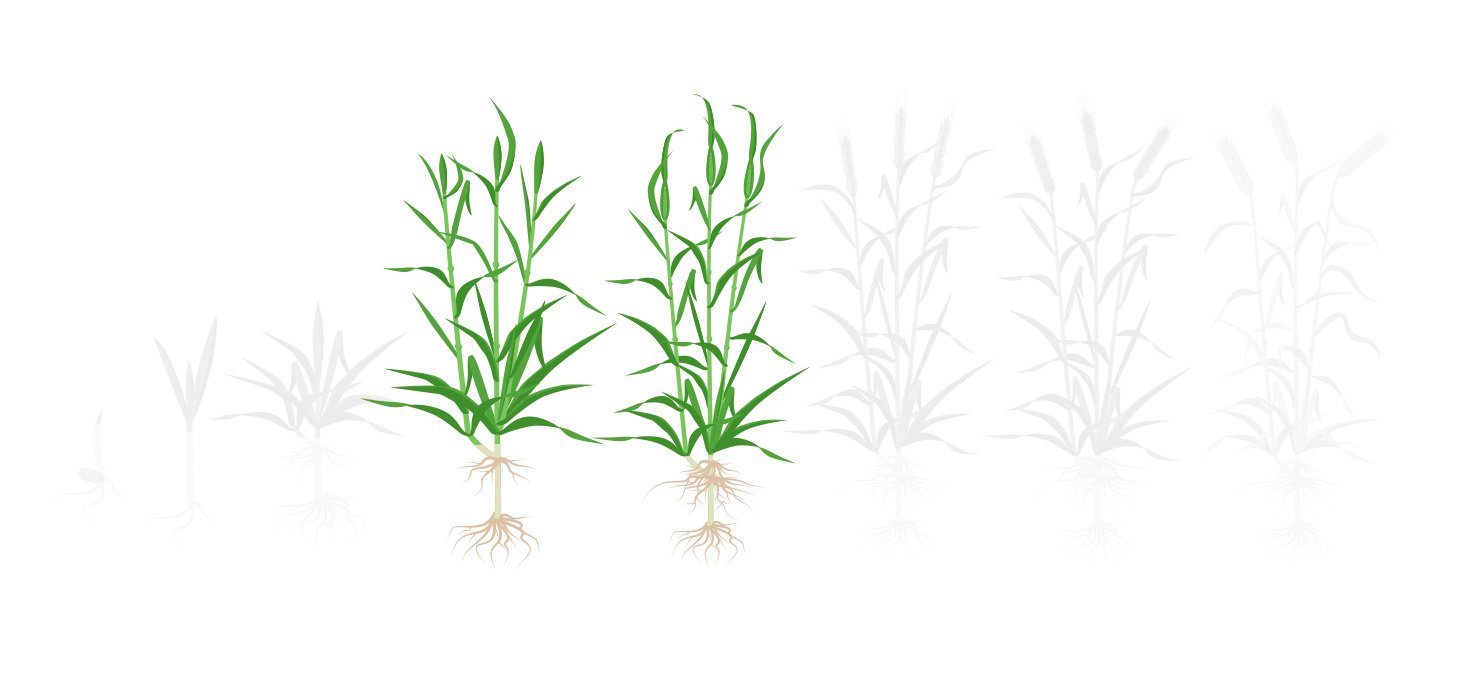 Fases trigo 3 diferenciacao