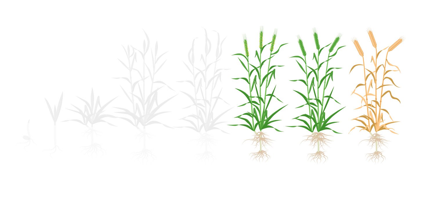Fases trigo 4 espigamento
